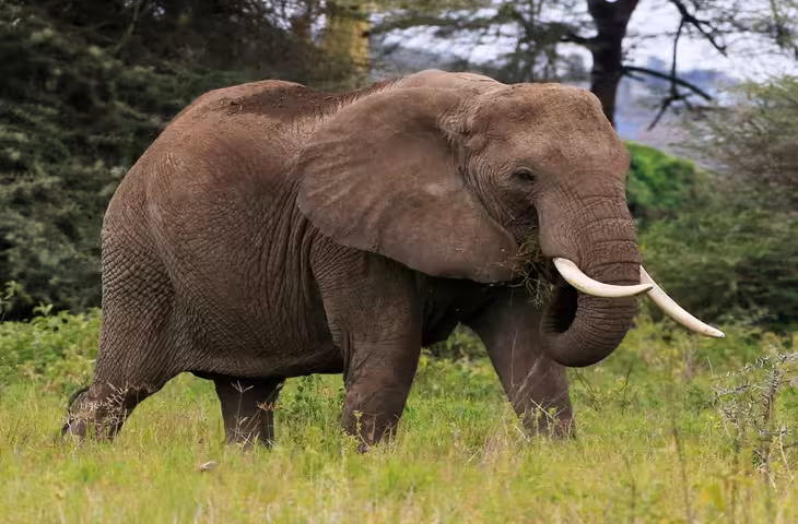 Jharkhand Elephant Alert: जंगलों के बीच रेल पटरी पर हाथियों की दस्तक, दो रेलखंडों पर थमा ट्रेनों का परिचालन