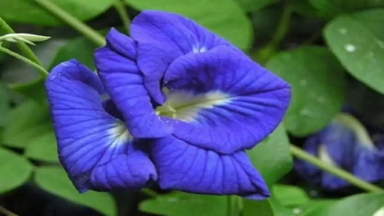 If you want to remove the lack of money, then plant these four plants at home