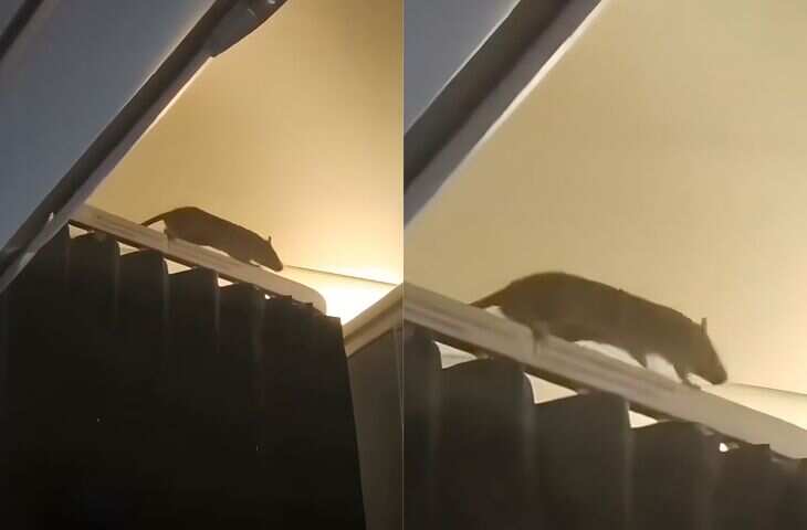 शॉकिंग वीडियो! उड़ान के बीच चूहे के कारण मची अफरातफरी, फ्लाइट को बीच में ही करना पड़ा रद्द