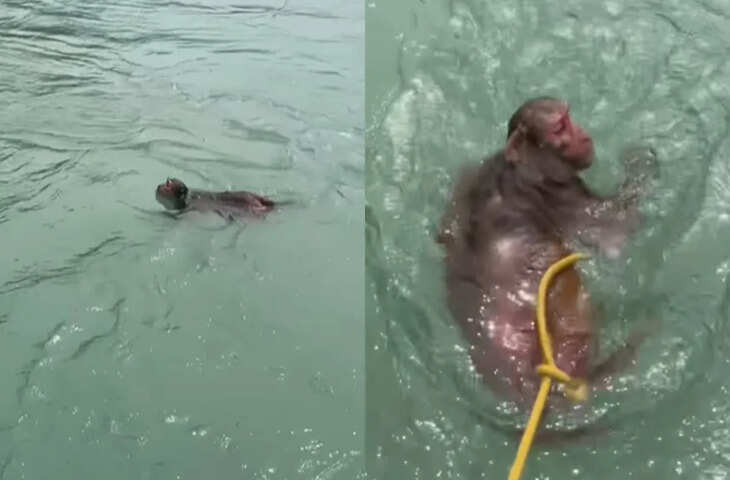 सोशल मीडिया पर वायरल हो रहा नया वीडियो, यूजर्स के मिले-जुले रिएक्शन