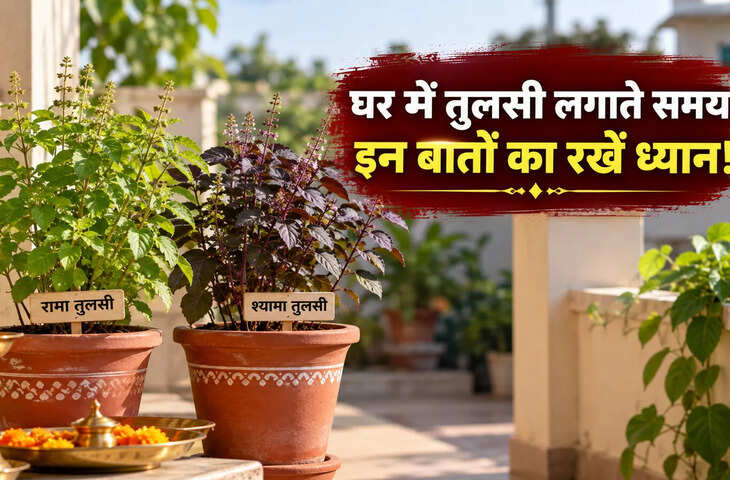 रामा तुलसी या श्यामा तुलसी, घर में कौन-सी लगाएं? जानें दोनों में फर्क और सही दिशा