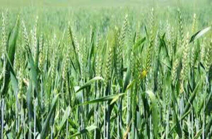 गेहूं और चना की बंपर बुवाई के बाद भी परेशान हैं किसान, वजह जानिए