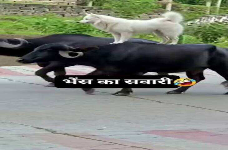 Dog Viral Video: भैंसों को बना लिया अपनी सवारी, डॉगी के नवाबी ठाठ देखकर नहीं रुकेगी हंसी​​​​​​​