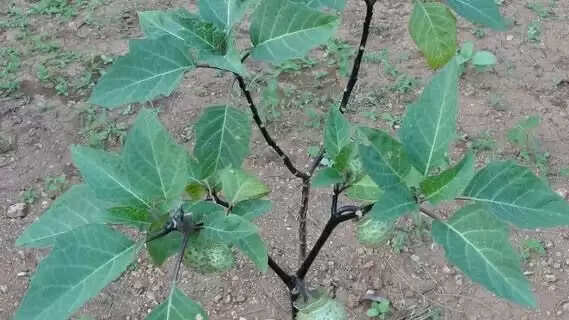 Vastu plant for lord shiv keep kala dhatura plant at home on Sunday and your luck will shine