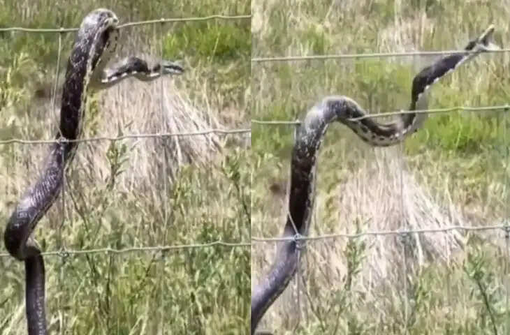 बिजली के तार पर चढ़ता रहा सांप, बार-बार लगा करंट; वायरल वीडियो ने चौंकाया