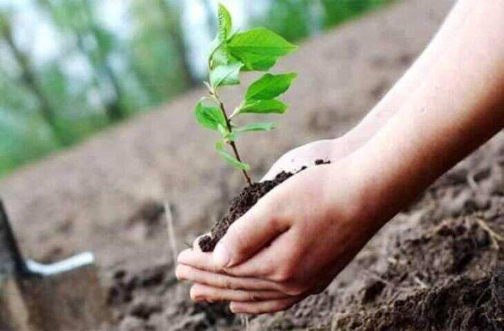 Faridabad स्मार्ट सिटी के विभिन्न वार्डों में सवा लाख पौधे लगेंगे