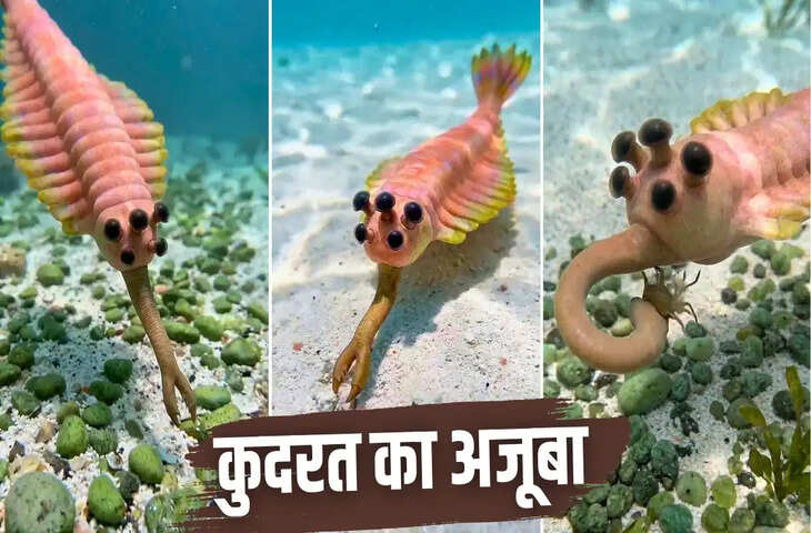 50.5 करोड़ साल पुराना रहस्यमयी जीव, जिसकी थीं 5 आंखें और हाथी जैसी सूंड
