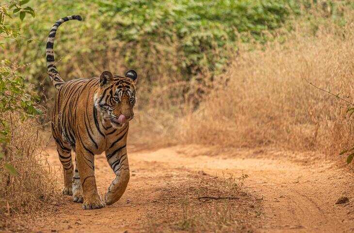 रणथंभौर राष्ट्रीय उद्यान: राजस्थान का वो जंगल जहां बाघों की दहाड़ और इतिहास का अनोखा संगम मिलता है