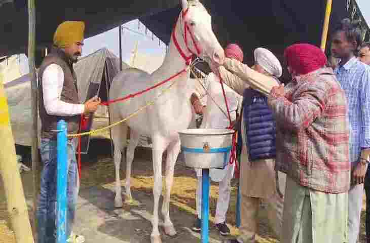 उम्र 28 महीने, कद 67 इंच और 3 टाइम खास डाइट&hellip; कुरुक्षेत्र पशु मेले में आया &lsquo;प्रताप रूप&rsquo;, जानें कितनी है कीमत