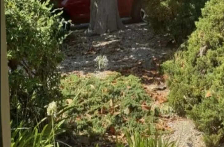 इस फोटो में सोई हुई बिल्ली ढूंढ़ने लिए चाहिए बुलेट सी तेज निगाह, दम है तो ढूंढ़कर दिखाएं