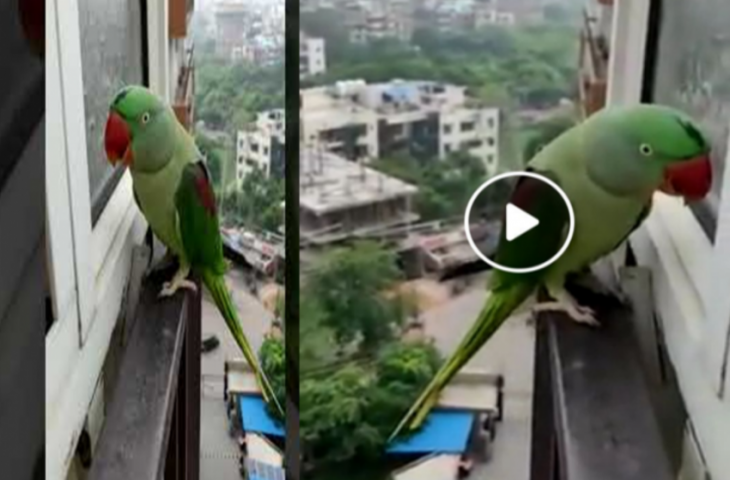 घर के अंदर जाने के लिए मम्मी को बुलाने लगा तोता, खिड़की खटखटाकर लगाता रहा गुहार