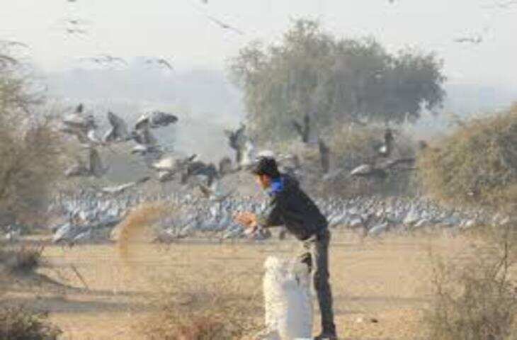 राजस्थान में प्रवासी पक्षियों पर संकट, बदलते मौसम और जलस्रोतों की कमी से बढ़ी मुश्किलें