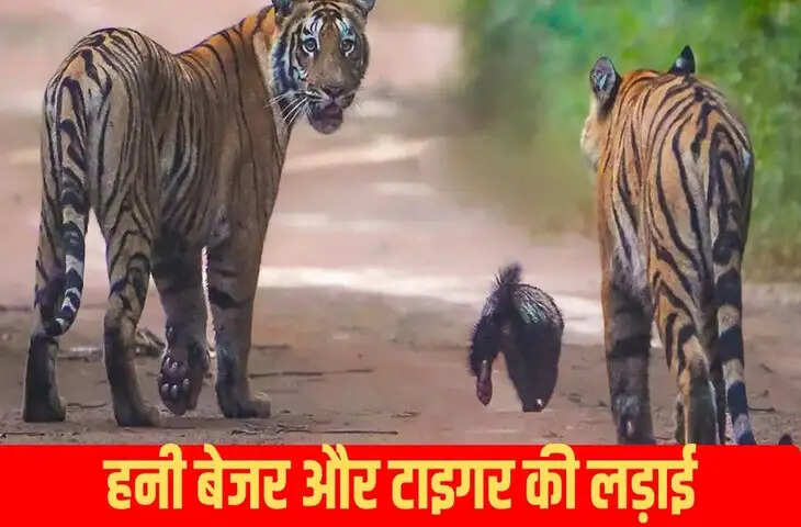 दो बाघों के सामने बिज्जू ने दिखाई &lsquo;दबंगई&rsquo;, शिकारी को देखने के बावजूद नहीं बदला अपना रास्ता