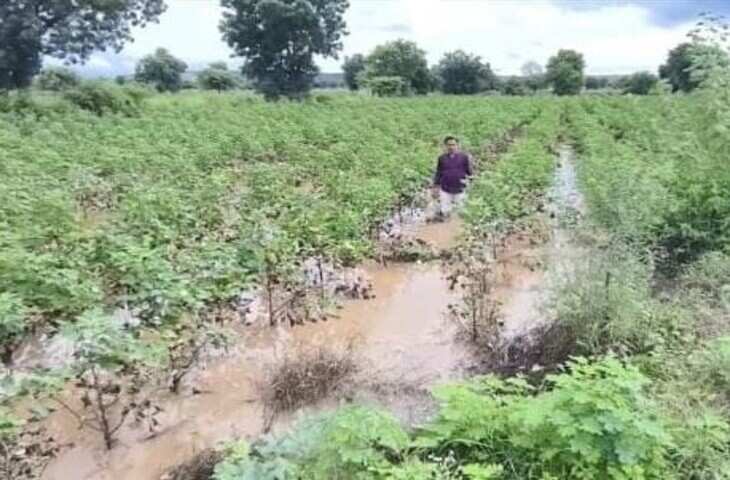 बड़वानी में बारिश बनी किसानों की मुसीबत, अंजड़ में दो फीट तक खेतों में भरा पानी; कपास की फसल डूबी