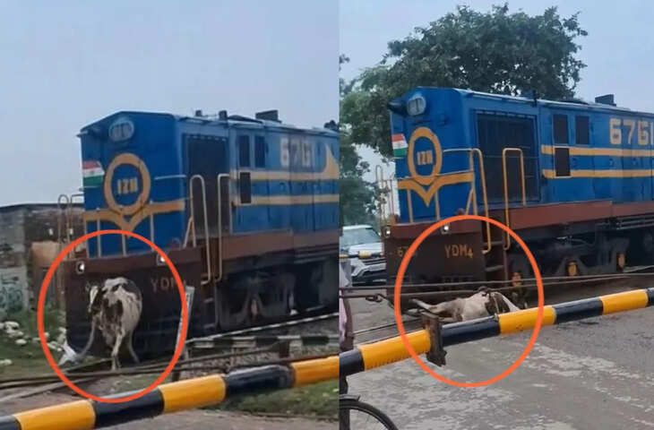 महादेव की कृपा या महज संयोग? सावन के पहले सोमवार तेज रफ्तार ट्रेन से टकराई गाय, फिर जो हुआ उसे देखकर दंग रह गए लोग