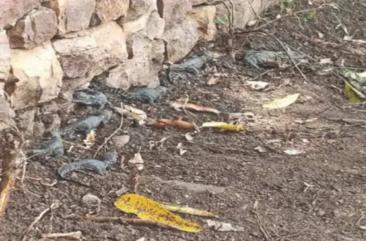 गांधीसागर बांध क्षेत्र में मादा मगरमच्छ अपने नन्हे बच्चों के साथ दिखी, वन्यजीवों के लिए अहम संकेत