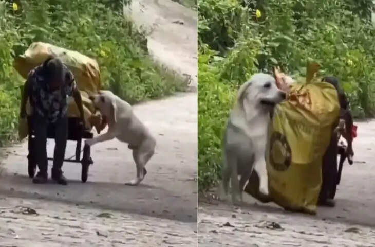 जब मालकिन ठेला खींचने में थक गई, तो कुत्ते ने थाम ली लगाम, वीडियो जीत लेगा आपका दिल