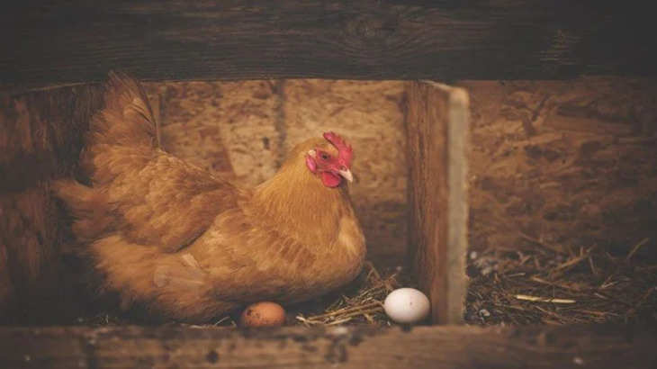  ये मुर्गी देती है सोने के अंडा, इतने हजार में बिक रहा हैं एक अंडा,  जानिए इस अंडे की खासियत !