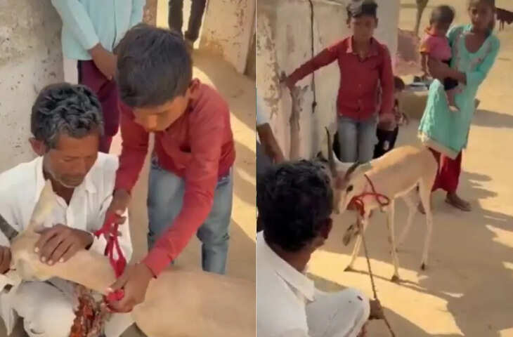 बीकानेर में हिरण को बच्चे की तरह पाला, वीडियो में देखें विदाई के वक्त रो पड़ा पूरा परिवार