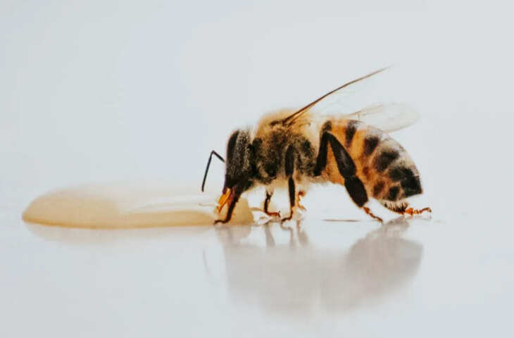 फूलों के नेक्टर से कैसे बनता है शहद? जानिए पूरा दिलचस्प प्रोसेस