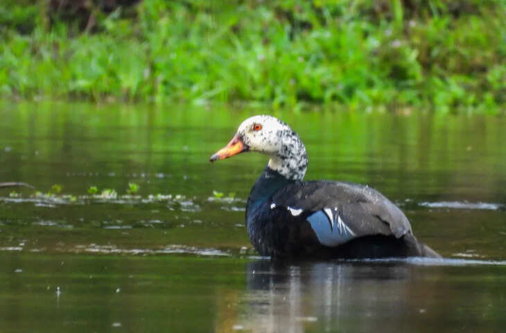 Kamrup वन्यजीव ट्रस्ट, वन विभाग सफेद पंख वाले बत्तख के संरक्षण पर ध्यान देगा