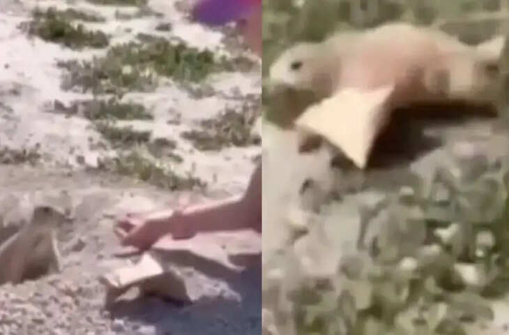 गिलहरी के सामने बच्चों की सारी स्मार्टनेस फेल, पूरी वीडियो देख नहीं रुकेगी हंसी