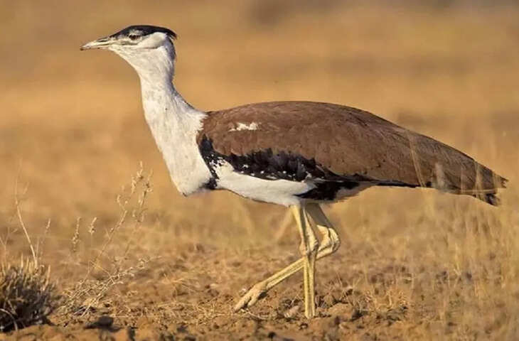 डेजर्ट नेशनल पार्क में गोडावण संरक्षण को मिल रही नई गति, ब्रीडिंग सेंटर निभा रहे अहम भूमिका