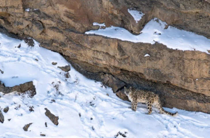 फोटोग्राफर को 12 दिन बाद दिखा &lsquo;पहाड़ों का भूत&rsquo;, धैर्य और इंतजार की मिसाल बना वीडियो