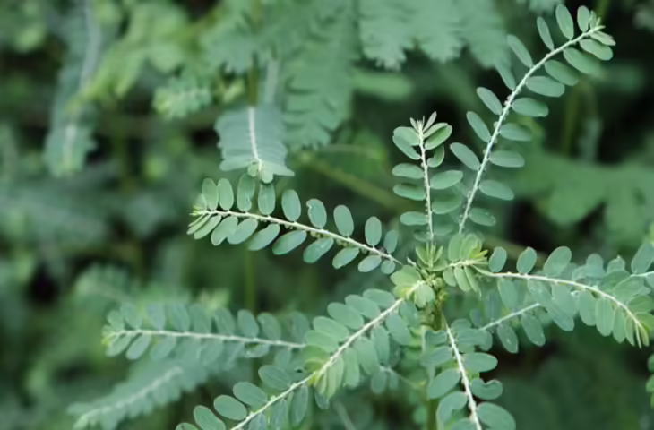 वैज्ञानिकों का चौंकाने वाला खुलासा: अब पौधों के रोगाणु इंसानों में भी फैला सकते हैं संक्रमण