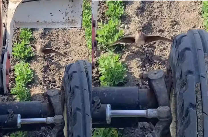अंडों की रक्षा के लिए ट्रैक्टर के सामने डटी नन्ही चिड़िया, चालक ने दिखाया इंसानियत का उदाहरण