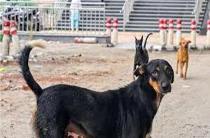 तेलंगाना में आवारा कुत्तों की हिंसक हत्या, एक्सक्लूसिव वीडियो में जाने पथीपाका गांव में 200 कुत्तों को जहरीला इंजेक्शन देकर मार डाला गया