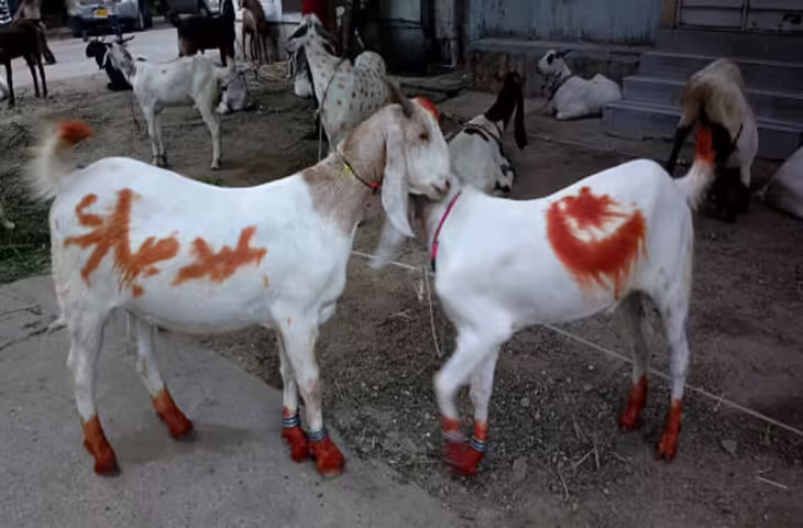 Bakrid 2026: 27-28 मई में किस दिन मनाई जाएगी ईद-उल-अजहा, मौलाना ने किया बड़ा खुलासा&nbsp;