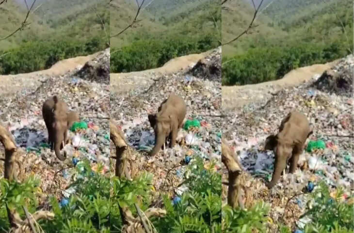 प्लास्टिक के ढेर में खाना खोजता दिखा जंगली हाथी, वीडियो ने बढ़ाई वन्यजीवों की सुरक्षा को लेकर चिंता