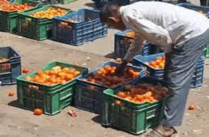 जयपुर में टमाटर के दामों में बड़ा अंतर: थोक में सस्ता, खुदरा में महंगा, वीडियो में जाने 100 रुपये किलो तक पहुंची कीमत