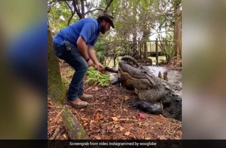 इस दोस्ती को क्या नाम दें... शख्स मगरमच्छ को हाथों से खिला और पानी पिलाता दिखा, लोग हैरान