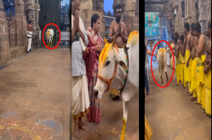 यहां गौ माता रोजाना मंदिर में आती है भगवान के दर्शन करने, भक्त और पुजारी लेते हैं आशीर्वाद