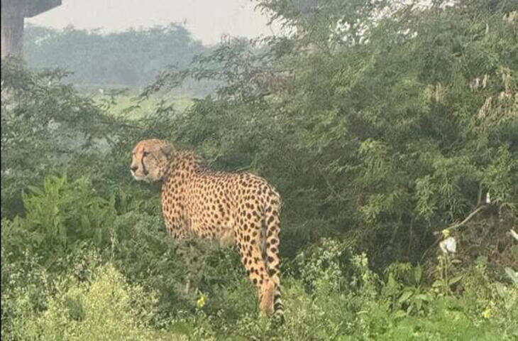 कूनो का चीता KP-2 दोबारा रामगढ़ पहुंचा, एक्सक्लूसिव फुटेज में देंखे सरसों के खेत में आराम करता नजर आया