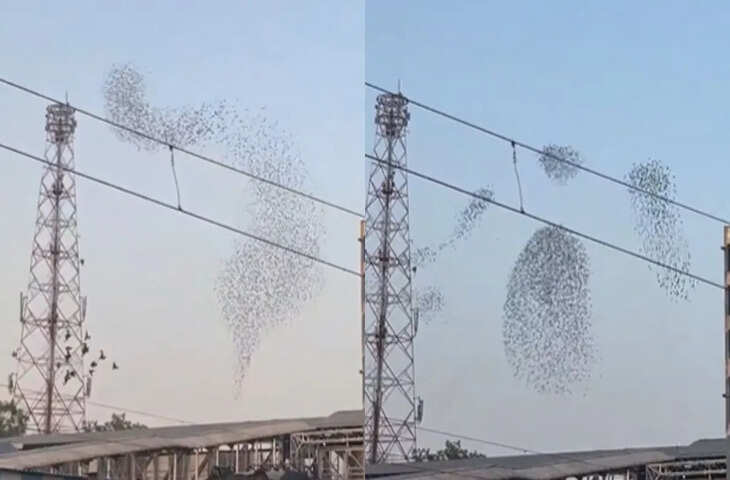 Viral Video : आसमान में झूमते हजारों पंछियों की झलक, प्रकृति का जादू ऐसा कि दिन बन जाए आपका