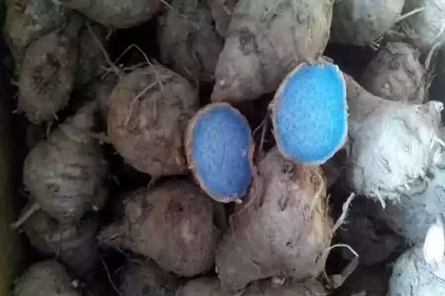 Black turmeric benefits black turmeric tricks&nbsp;