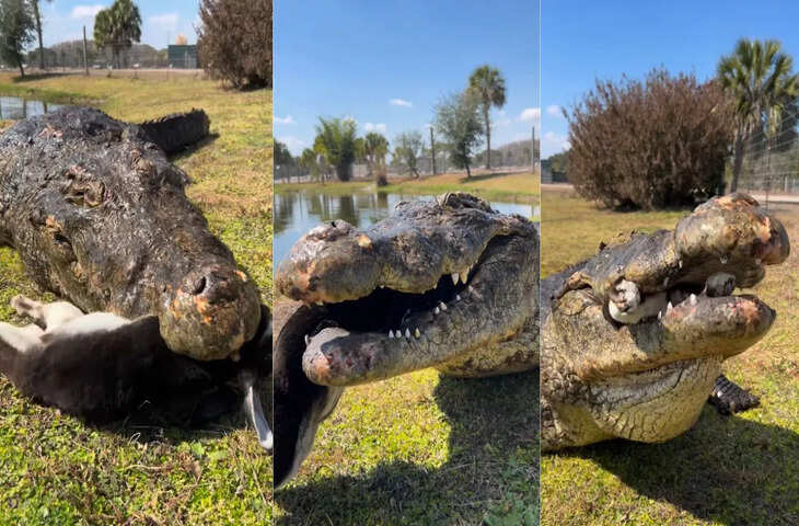 सोशल मीडिया पर वायरल हुआ विशाल मगरमच्छ का खौफनाक वीडियो, लोग देख कर रह गए सन्न