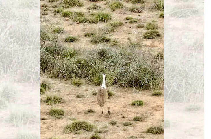 गोडावण संरक्षण में ऐतिहासिक उपलब्धि, गुजरात में एक दशक बाद चूजे का जन्म, राजस्थान&ndash;गुजरात प्रयासों को बड़ी सफलता