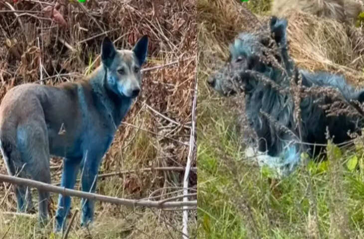 दुनिया में कहां दिखें रहस्यमयी नीले कुत्ते, वीडियो देखकर आप भी हो जाएंगे हैरान, वैज्ञानिकों को सता रहा ये डर