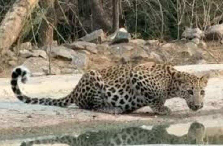 रणथम्भौर में पर्यटकों को बाघिन &lsquo;दुर्गा&rsquo; और तीन शावकों के दुर्लभ दीदार, शिकार का दृश्य देख रोमांचित हुए सैलानी