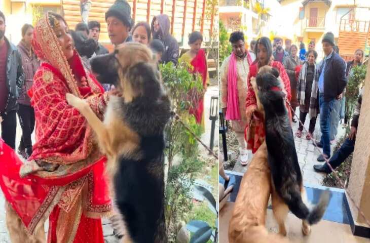 Viral Video: दुल्हन की विदाई के समय परिवार तो छोड़ो पालतू कुत्ते भी हो गए इमोशनल, देखकर भर आएंगी आँखें&nbsp;