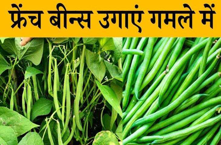 घर के गमले में उगाएं ताजी सेम, 80 दिन में मिलेगा भरपूर उत्पादन; जानें आसान तरीका