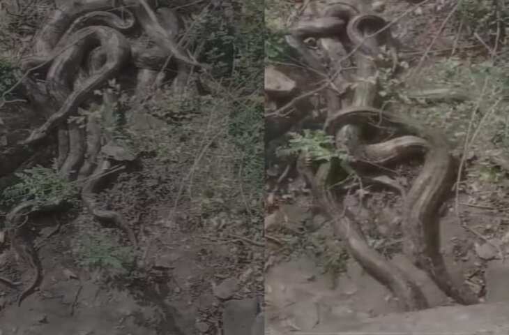 वायरल क्लिप: पत्थर मारते ही &lsquo;जिंदा&rsquo; हुई जड़, आगे का नजारा देख खड़े हो जाएंगे रौंगटे&nbsp;