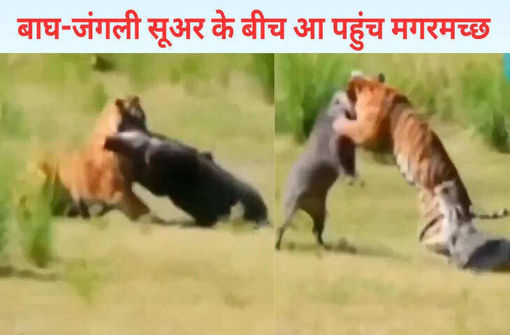 बाघ ने जंगली सूअर का किया शिकार, तभी आ पहुंचा मगरमच्छ, फिर जो हुआ&hellip;VIDEO