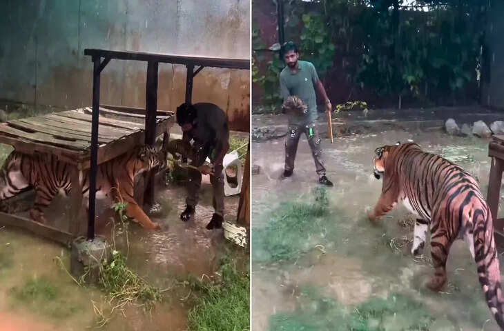 बारिश के बीच इंसान और बाघिन की अनोखी &lsquo;बॉन्डिंग&rsquo; का वीडियो वायरल, देखकर दंग रह गए लोग