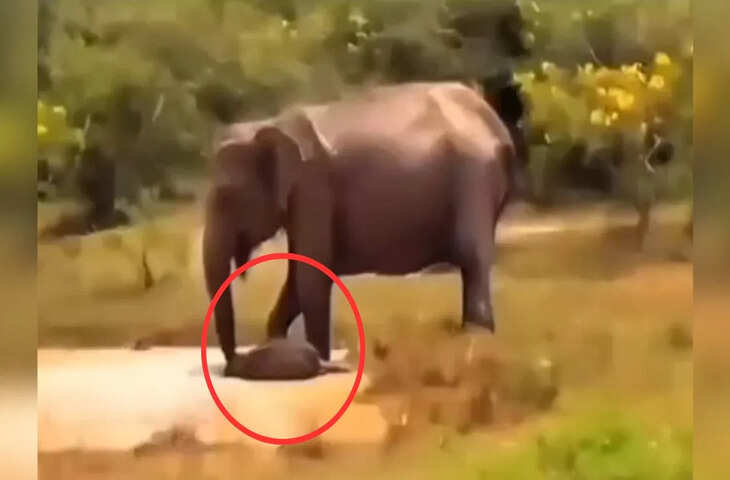 बच्चे को बचाने के लिए मगरमच्छ से भिड़ी हथिनी, फिर देखिए क्या हुआ…VIDEO कर देगा हैरान