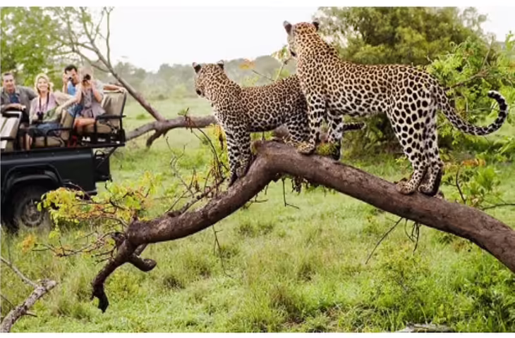 क्यों बॉलीवुड से लेकर क्रिकेट वर्ल्ड तक झालाना लेपर्ड सफारी का है दीवाना ? वीडियो में देखे और खुद करे फैसला&nbsp;